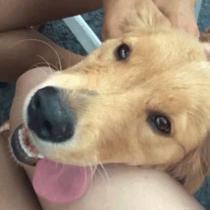 The popular Cute Golden Retriever Dog GIFs everyone's sharing