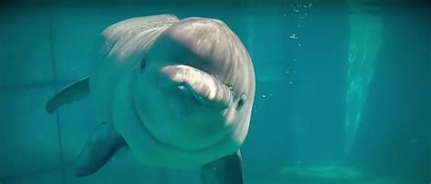 This Adorable Baby Beluga Is Getting Ready To Make His Seaworld San Antonio Debut