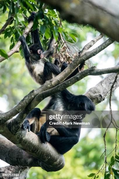 145 Baby Spider Monkeys Stock Photos, High-Res Pictures, and Images ...