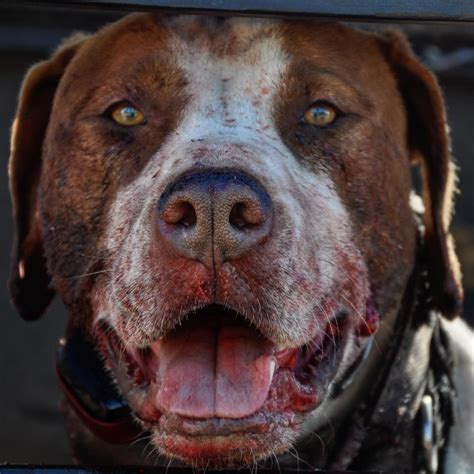 Monty. . . . . . #burnindaylight #huntingdog #hoghunting #australia #workingdog #bullarab #hog # ...