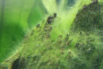 Common Aquarium Algae Types & How to Remove Them | SevenPorts