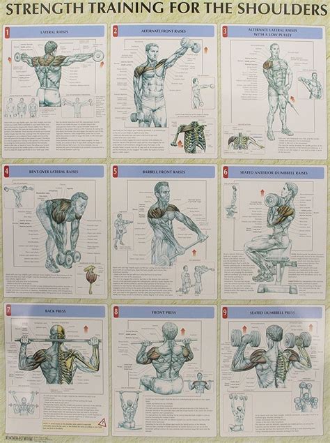 Strength Training Anatomy Poster Series | Упражнения, Бодибилдинг тренировки, Мотивация для ...