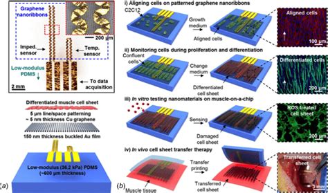 Design and key applications of a soft cell-culture platform. (a)... | Download Scientific Diagram