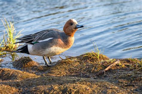 Male Eurasian Wigeon in a Natural Environment Stock Image - Image of ...