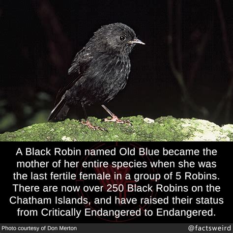 Weird Facts, A Black Robin named Old Blue became the mother of...