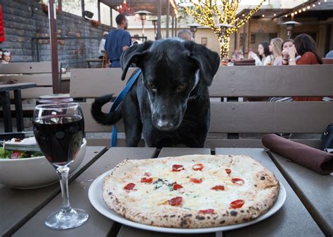 15 of the Most Dog-Friendly Restaurants Perfect for Dining With Dogs