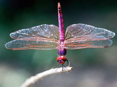 Why Are Dragonflies Important? | Sciencing