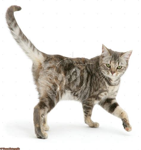 Tabby cat walking | Tabby cat, Silver tabby cat, Beautiful cats