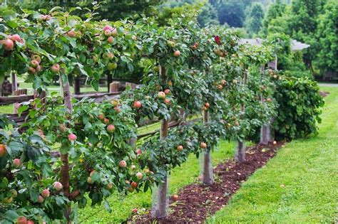 20 Genius Fruit Trees Gardening Ideas For Small Backyard | Fruit trees backyard, Tree garden ...