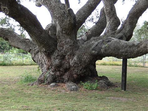 1000 Year Old Oak Tree by Wendell Baggett