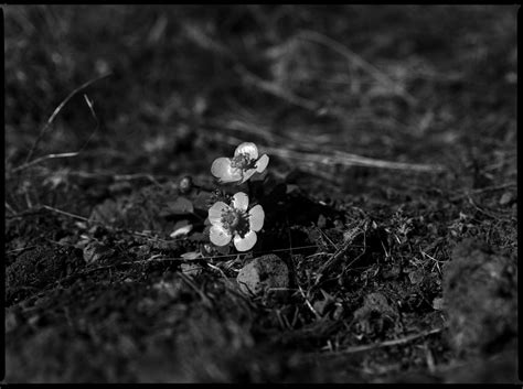 Douglas County, Washington | In March the buttercups were al… | Flickr