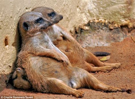 Funny Meerkat | Funny Animals