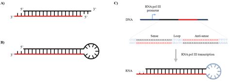 siRNA Design Tool: A Guide to Effective siRNA Design