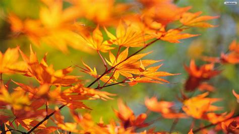 Fall Leaves Wallpapers (72+ images)