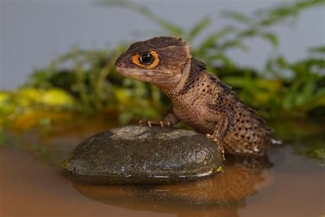 Red-Eyed Crocodile Skink Care, Habitat, & Diet Guide for Pet Owners