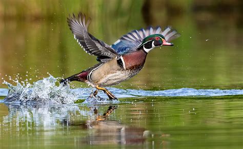 Wood Ducks in Flight - Ed Erkes Nature Photography