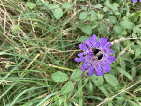 Hoverfly identification help | NatureSpot