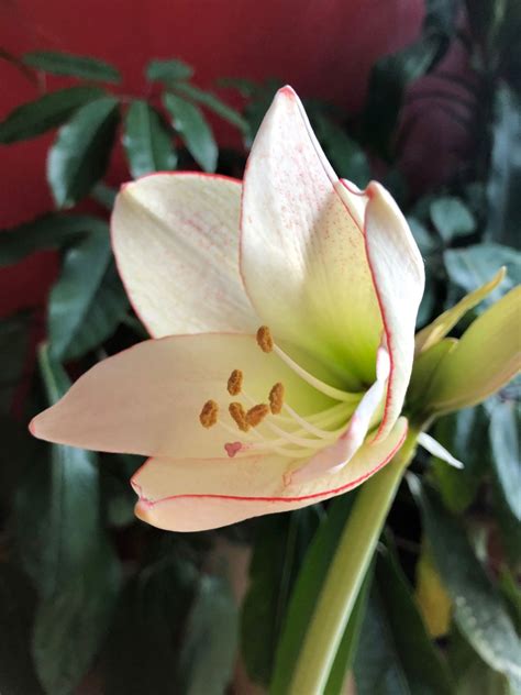 The COMPLETE Guide to Amaryllis & Its Dormancy Care