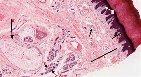 Integumentary System | histology