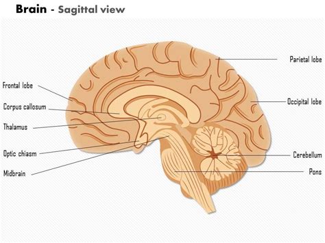 0614 Brain Sagittal View Medical Images For PowerPoint | Templates PowerPoint Presentation ...