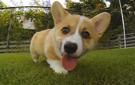 Corgi Puppies Running In Slow Motion Will Overwhelm You With Cuteness