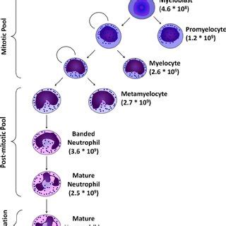 Production of the neutrophil lineage in the bone marrow. Myeloblasts,... | Download Scientific ...