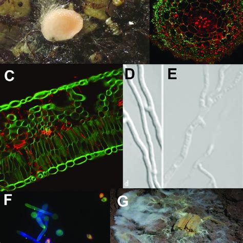 (PDF) Do fungi have an innate immune response? An NLR-based comparison ...