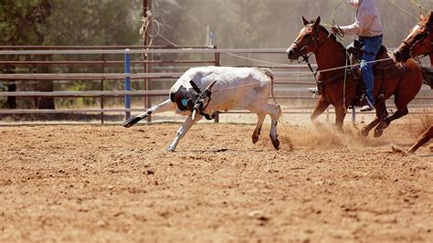 Calf Roping Photograph by Michele Jackson - Fine Art America