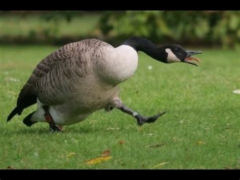 Nerds In Love: Canadian Geese Suck – Three Angry Nerds