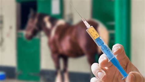 People Are Taking Horse Drugs To Attempt To Cure COVID-19, Accidentally ...