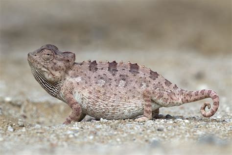 Chamaeleo namaquensis (Walvis Bay) | Reptiles facts, Reptiles, Chameleon