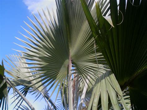 All The Plants (2nd Ed.): Bismarckia nobilis ( Bismarck palm)