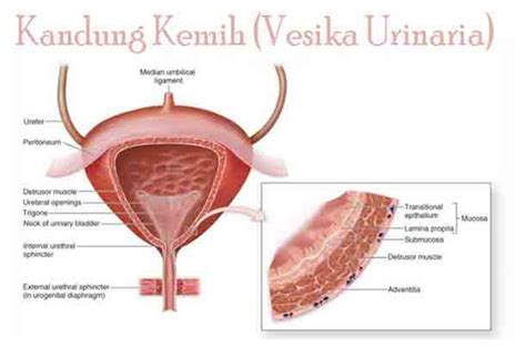 Kandung Kemih – Materi.Co.ID