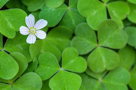 Go Plant Shamrocks Today! - Plantscapers