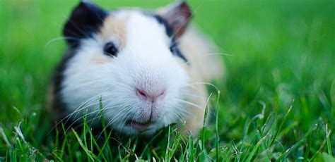 What do the sounds my guinea pig makes, like wheeking, mean?
