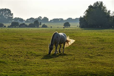 Horse island on Behance