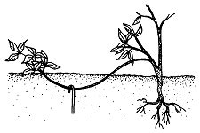 Plant Propagation by Layering | NC State Extension Publications