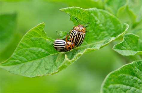 Tips for Getting Rid of Garden Pests - Saving N Spending : Saving N Spending