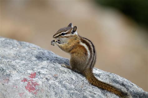 Colorado, Rocky Mountain National Park Photograph by Jamie and Judy ...