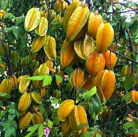 Balimbing (Carambola, Star fruit) tree & fruit in 2024 | Fruit, Most ...