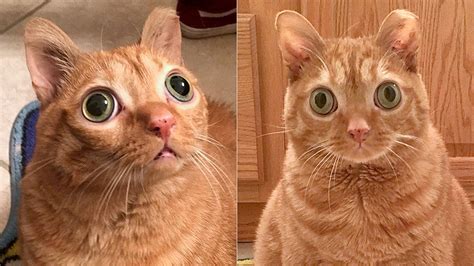 Cat’s odd googly-eyed look earns it Instagram stardom | Fox News