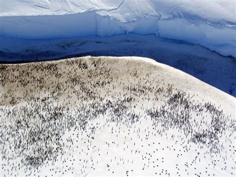 New Emperor Penguin Colonies Discovered in Antarctica