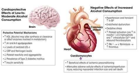 Alcohol’s Effects on the Cardiovascular System | Alcohol Research ...