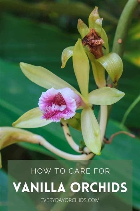 Vanilla Orchid Care and Propagation Guide