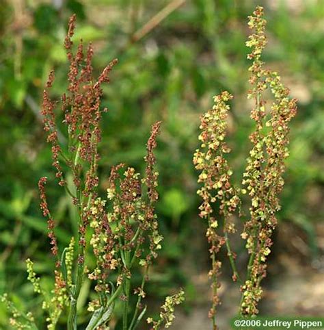 Polygonaceae