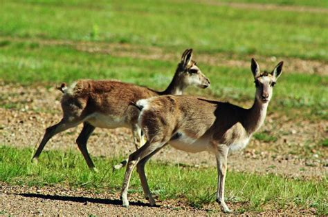 Tibetan gazelle – Tibet Tours, Tibet Travel, Tibet Trip, Tibet Tour ...