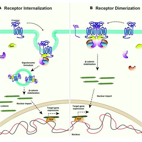 | Mechanisms of ligand-independent Wnt signaling. Canonical Wnt ...