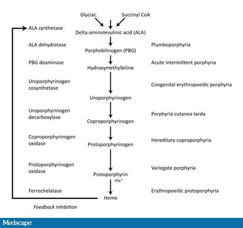 Heme synthesis with Diseases listed | Biochemistry, Medical school, Medical