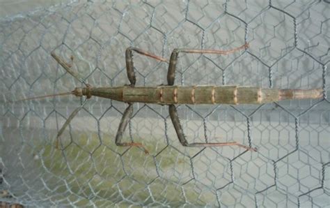 Giant Walkingstick - What's That Bug?