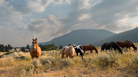 Hawley Mountain Guest Ranch - The Dude Ranchers Association